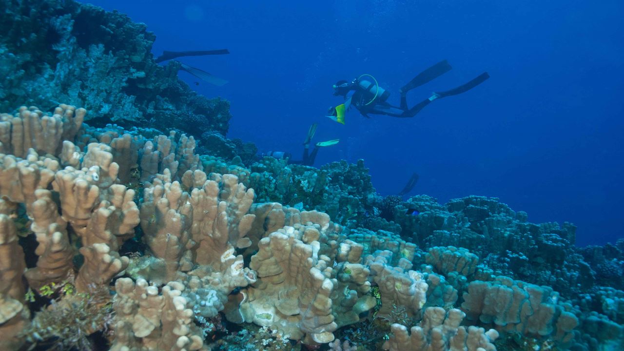 Test Diving In Hanga Roa foto 1