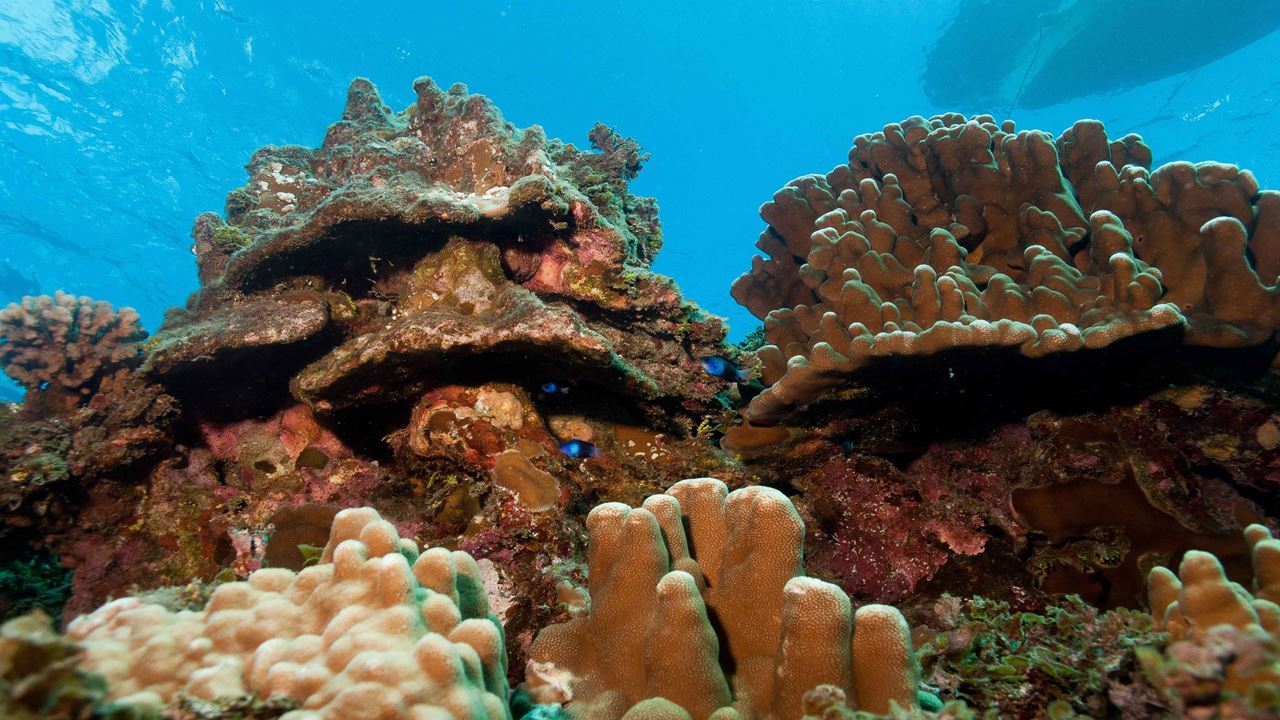 Test Diving In Hanga Roa foto 6