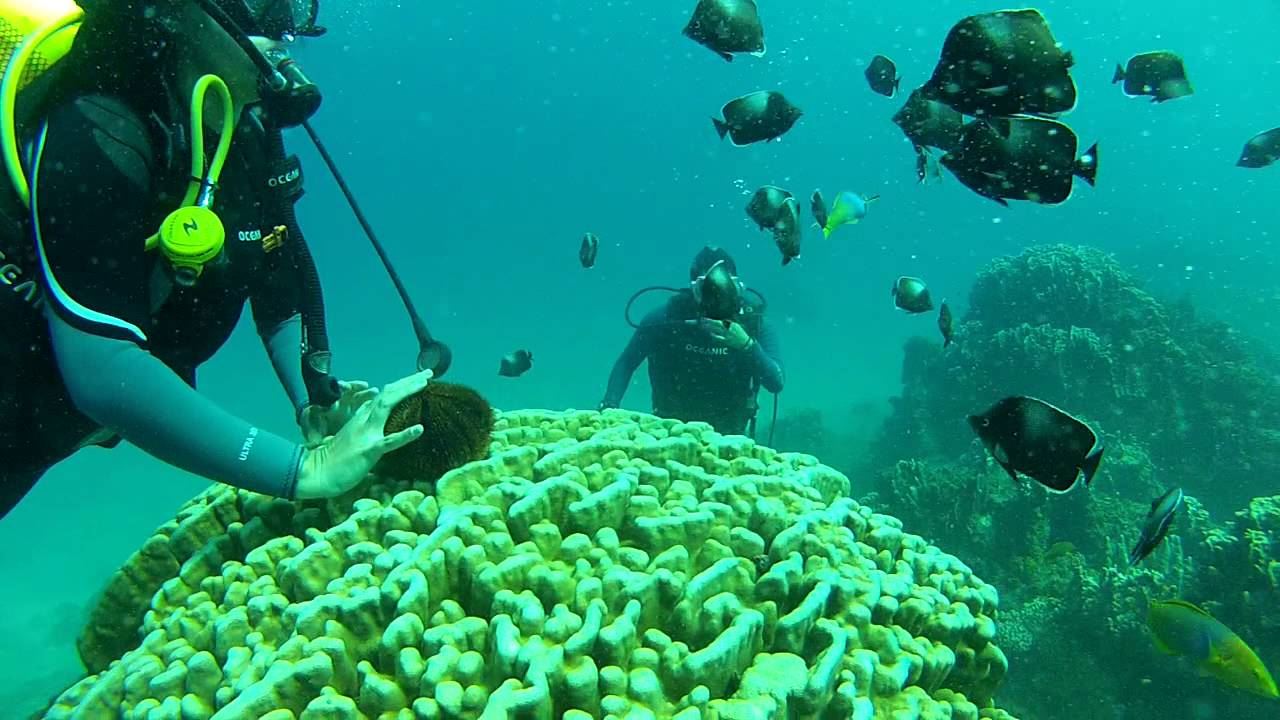 Test Diving In Hanga Roa foto 5