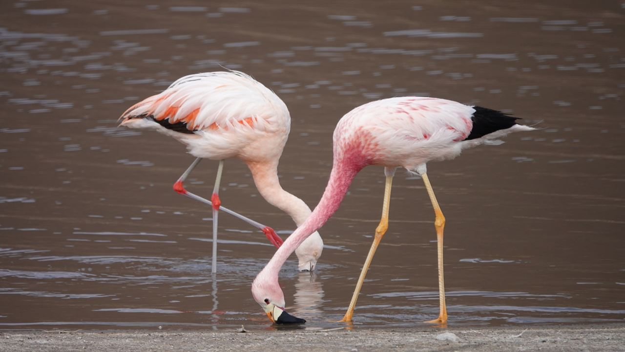 Safari Guiado Em Buggy: Aventura Off-road Entre Dunas E Paisagens Naturais foto 6