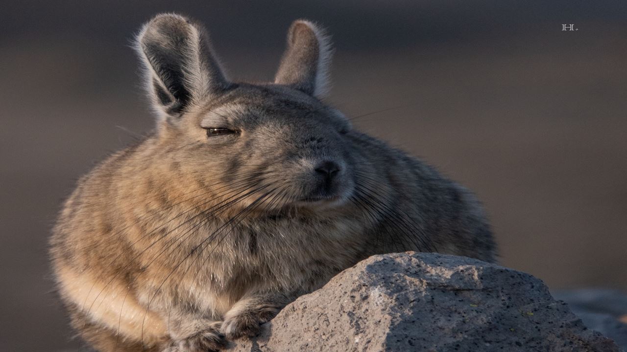 Safari Guiado Em Buggy: Aventura Off-road Entre Dunas E Paisagens Naturais foto 4