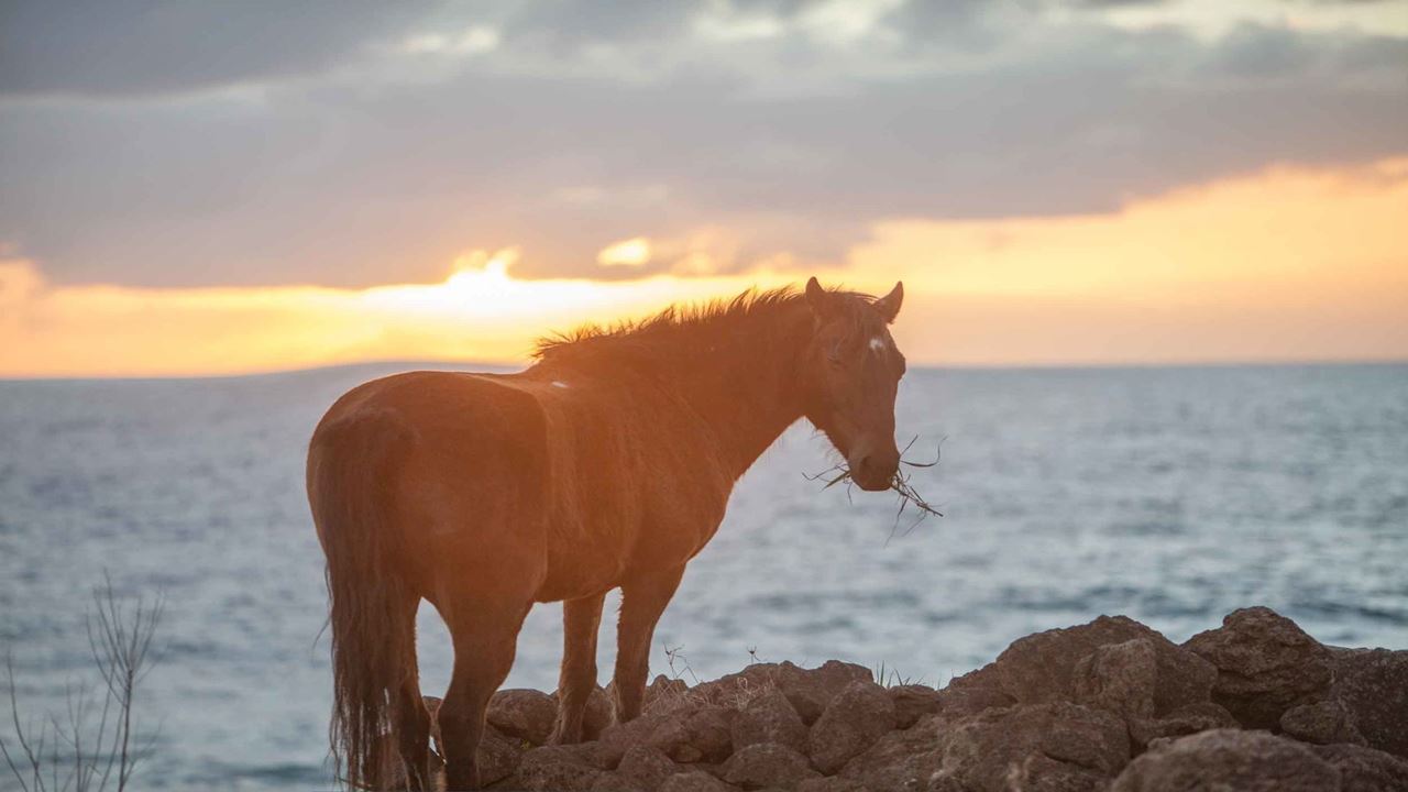 Horseback Riding On Easter Island foto 10