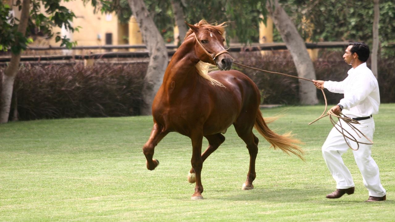 Cavalo Peruano De Paso E Marinera Com Almoço foto 8