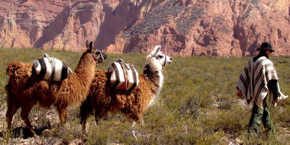 Passeio Com Lhamas foto 4