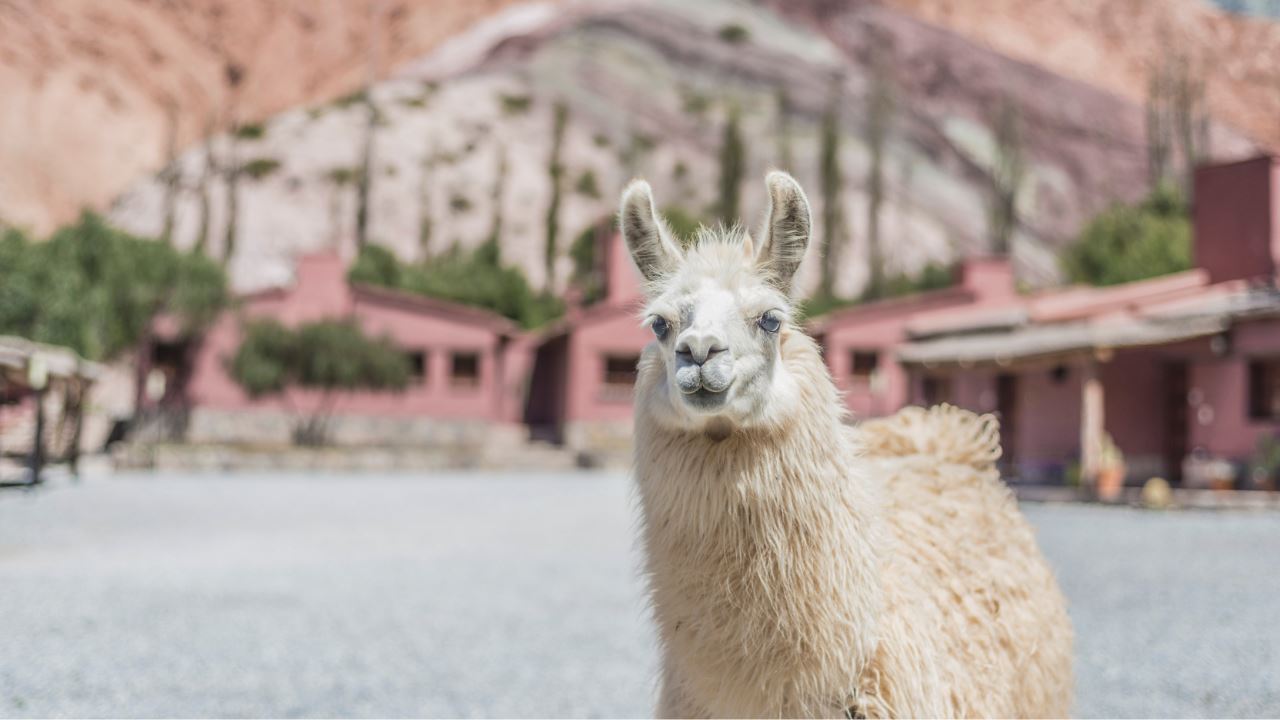 Passeio Com Lhamas foto 2