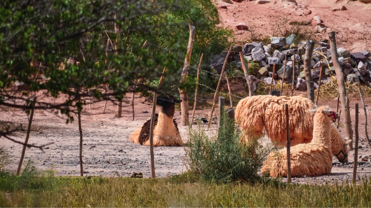 Passeio Com Lhamas foto 3