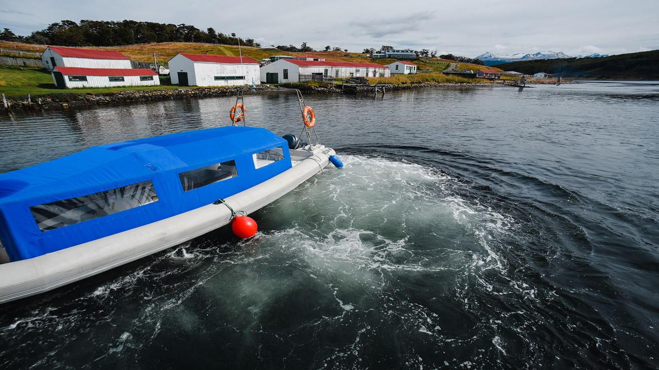 Caminata Con Pinguinos En Isla Martillo
 (4)