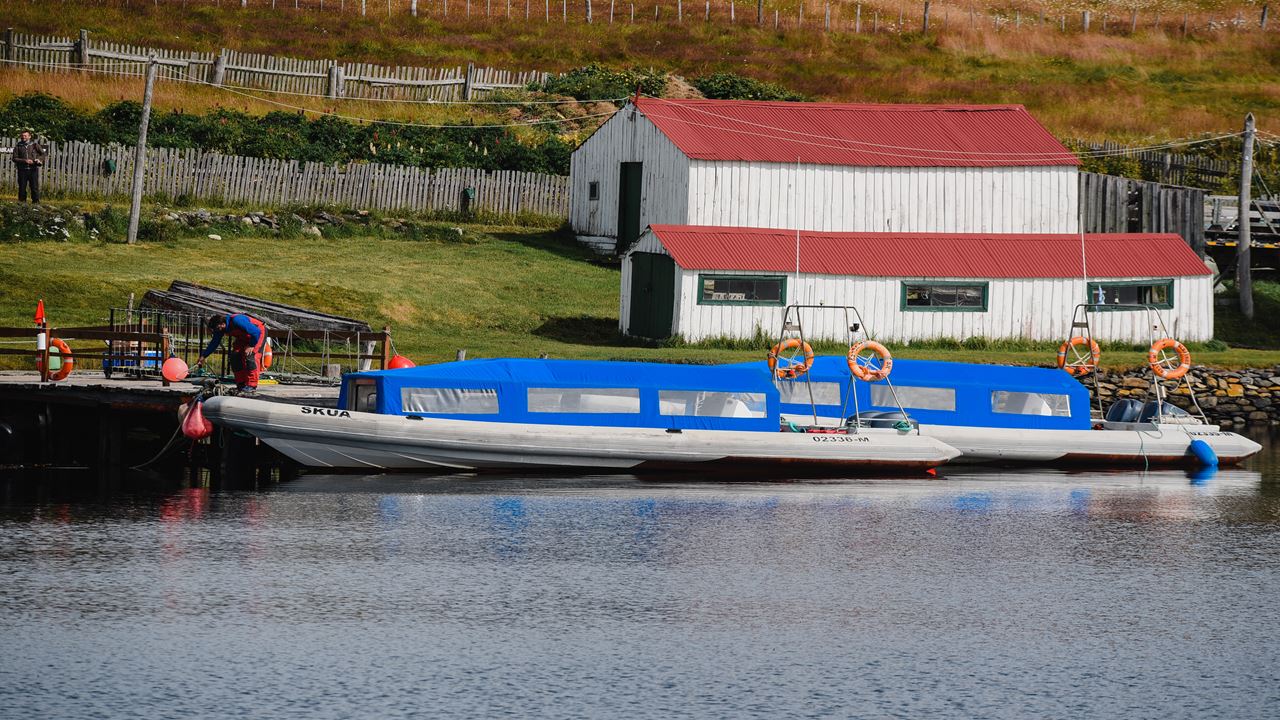 Caminata Con Pinguinos En Isla Martillo
 (1)