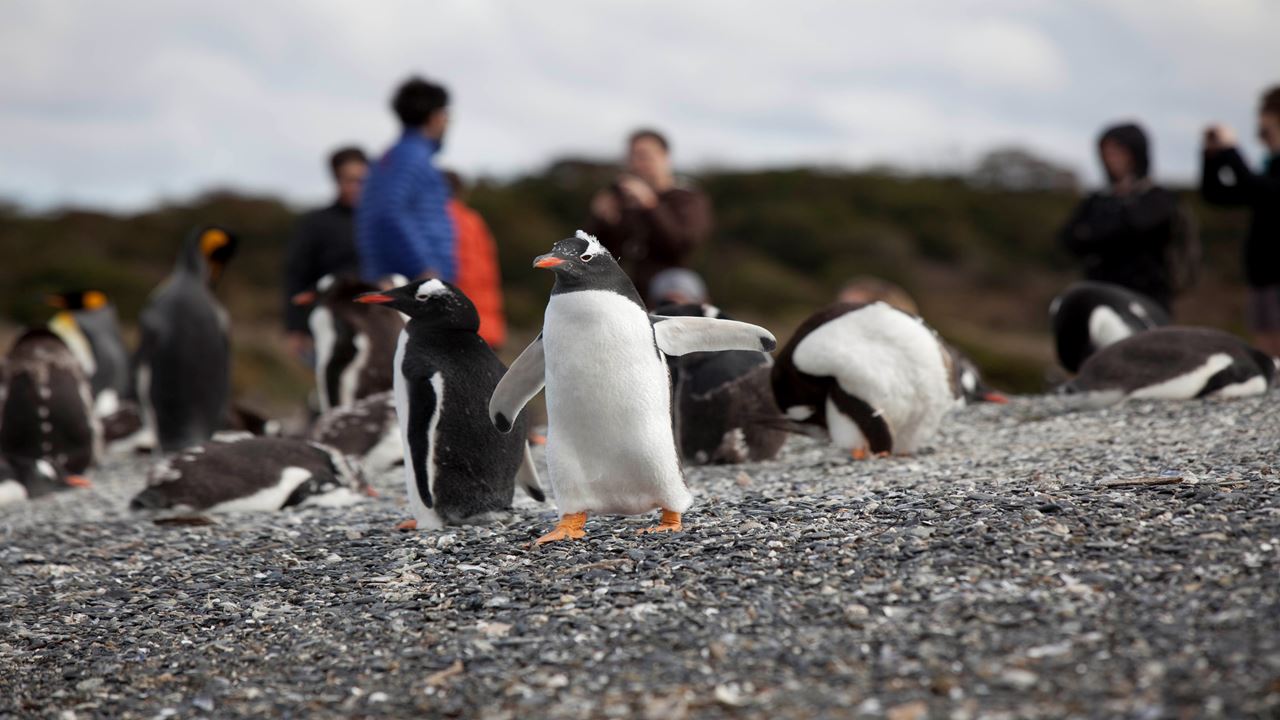 Caminata Con Pinguinos En Isla Martillo
 (0)