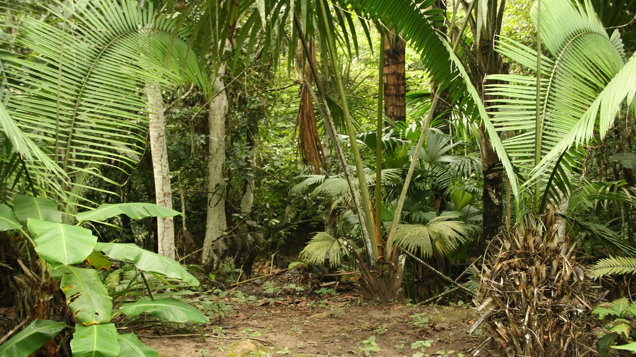 Caminata En Archipielago De Anavilhanas (0)