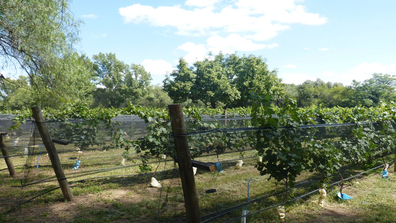 Wine Road In Traslassierra (5)