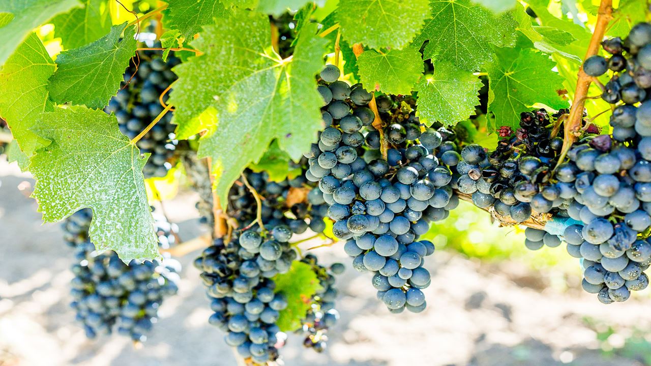 Estrada Do Vinho Premium foto 3