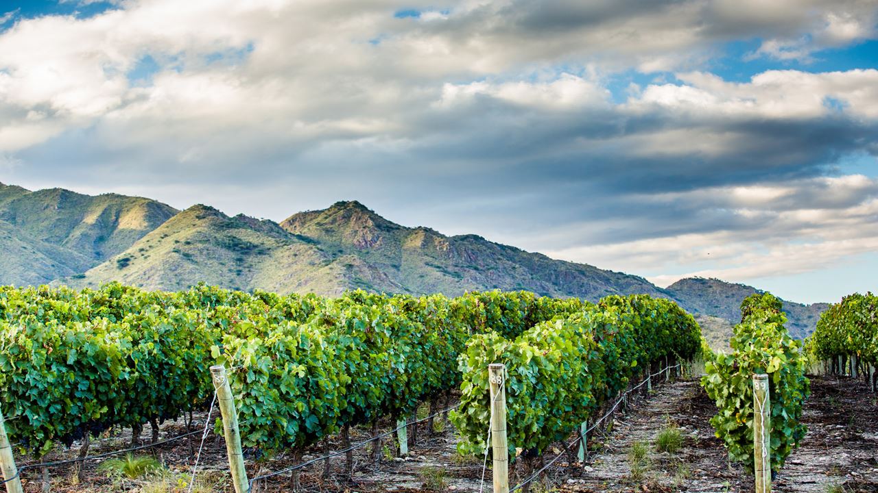 Estrada Do Vinho Premium foto 6