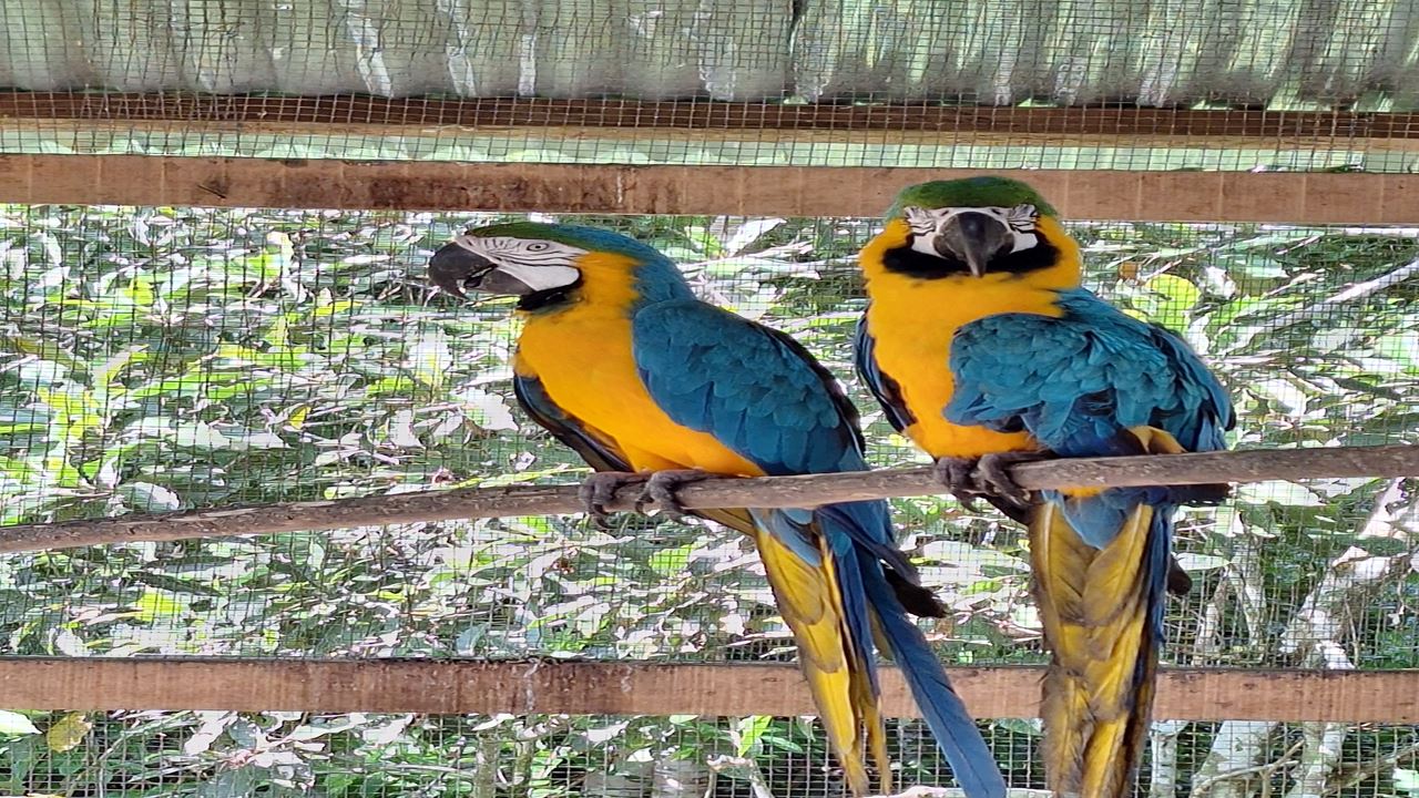 Canopy, Ponte Pênsil E Centro De Resgate De Animais foto 4