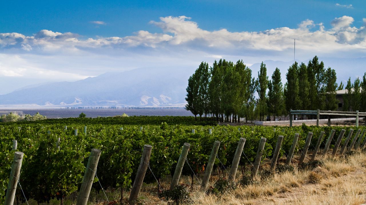 Wine And Olive Tasting Tour (3)