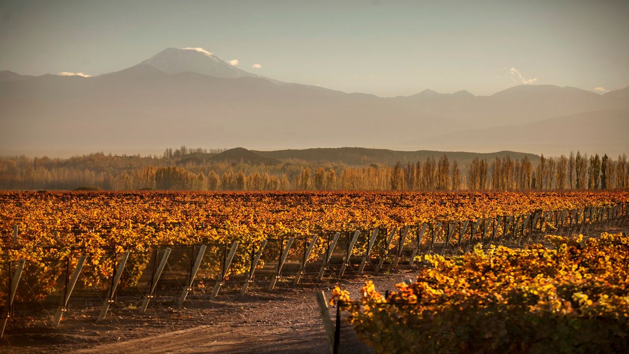 Wine And Olive Tasting Tour (1)