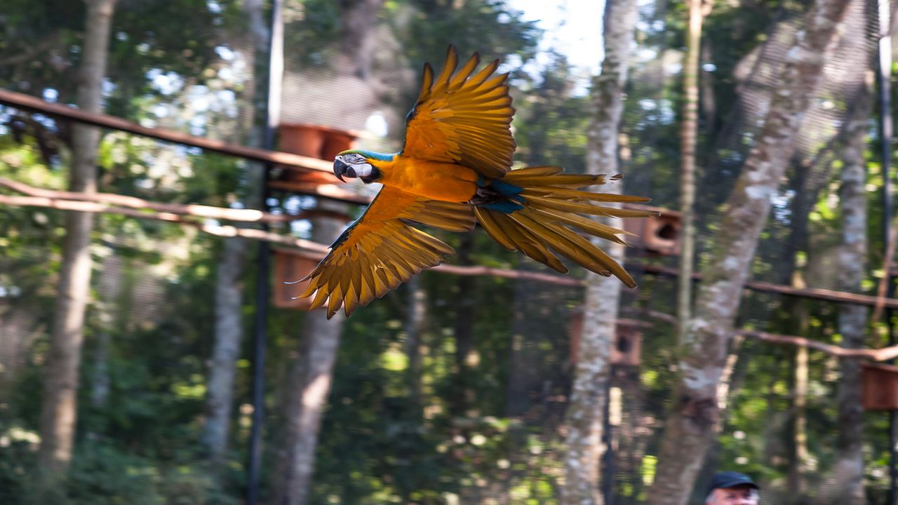 Iguazu Falls Brazilian Side With Bird Park (1)