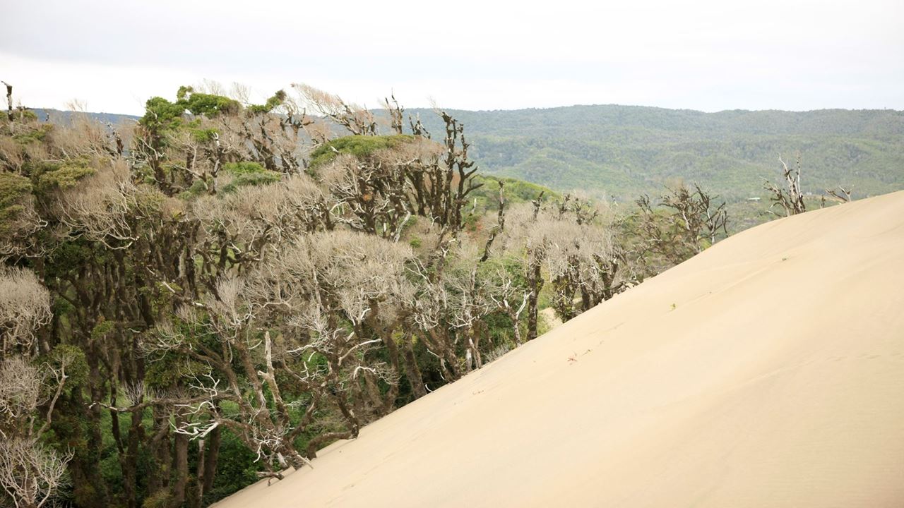 Tesouros Chaihuin E Curral Da Rota Costeira Valdiviana foto 1