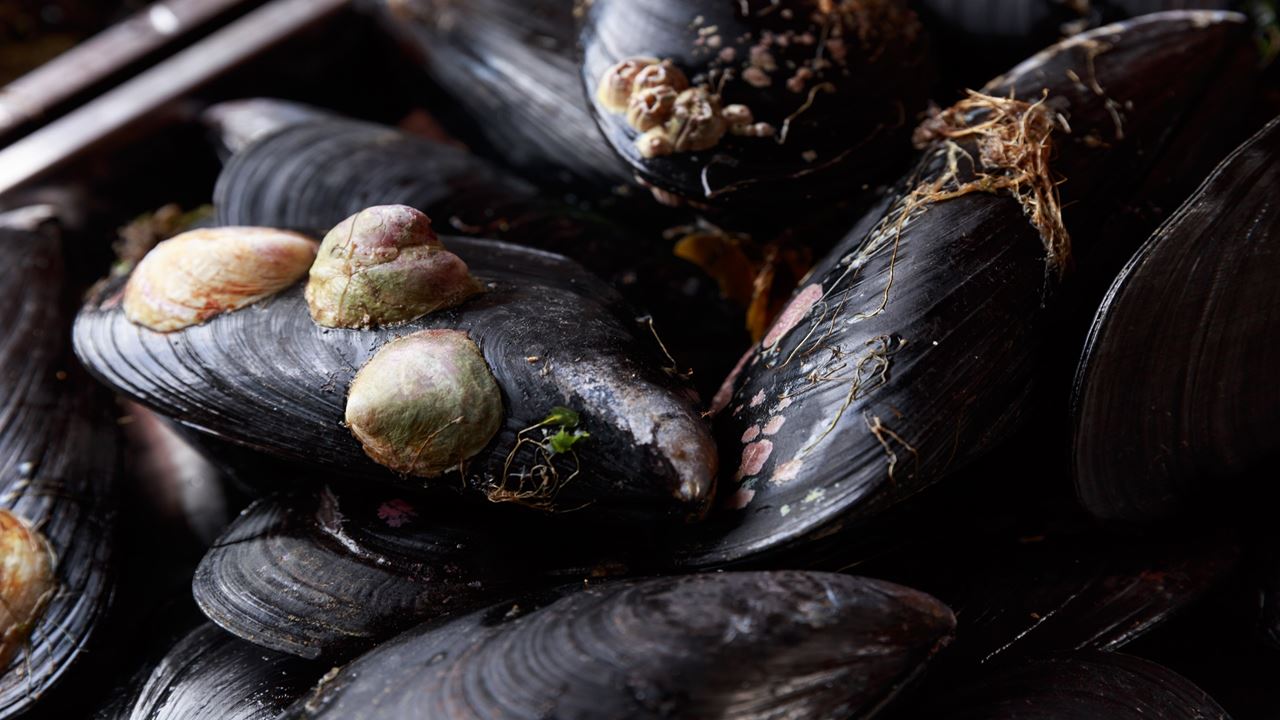 "chef For A Day" Chiloé Flavor And Tradition foto 7