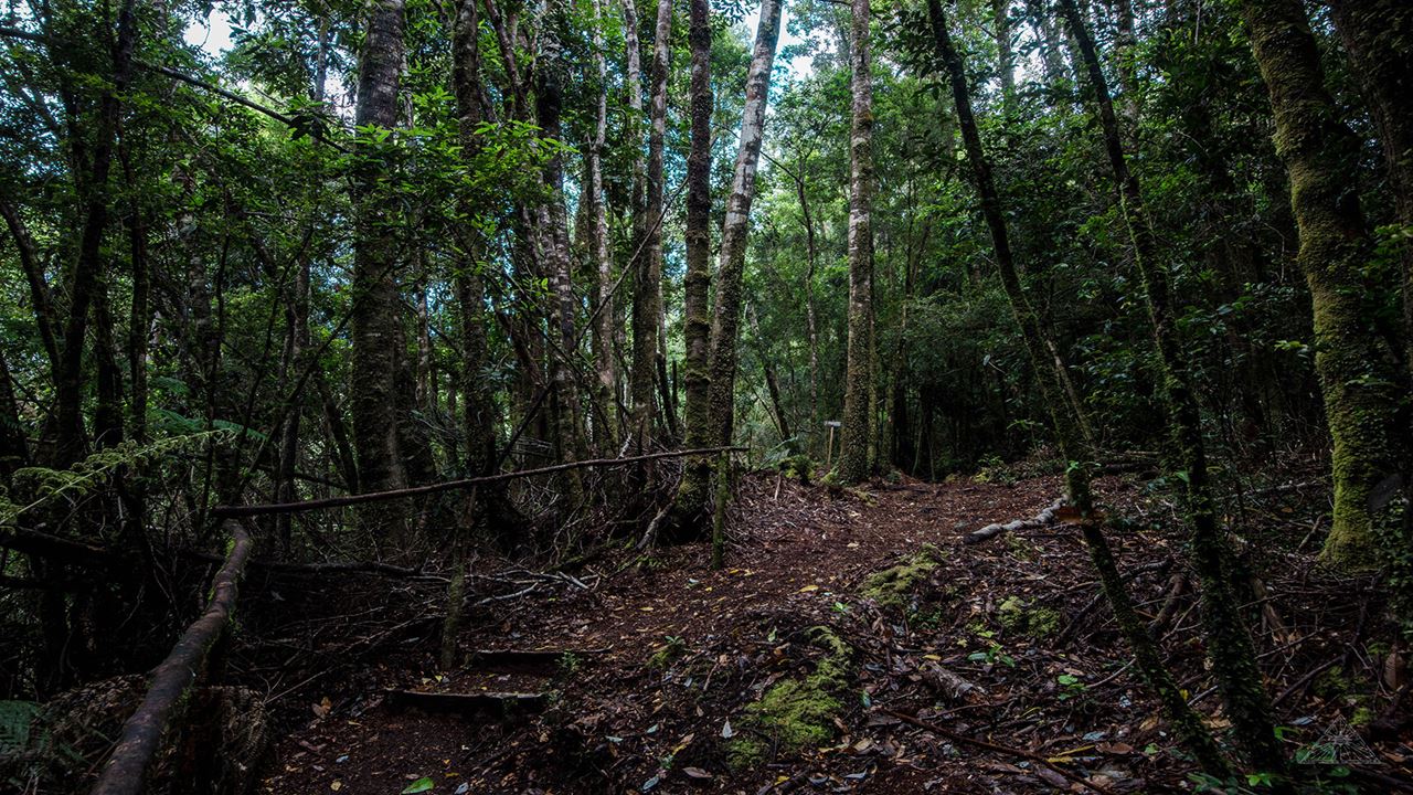 Chiloe Magico: In Darwin`s Footsteps In The Chiloe National Park foto 2