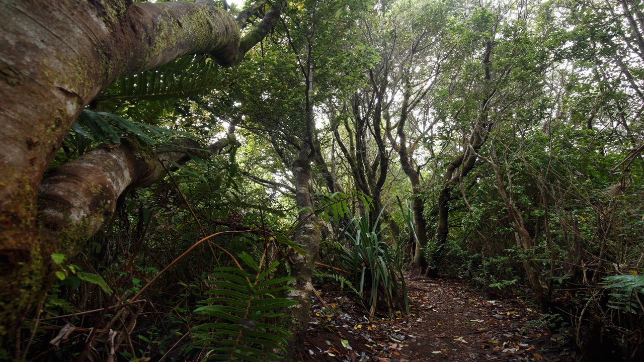 Chiloe Magico: In Darwin`s Footsteps In The Chiloe National Park foto 8