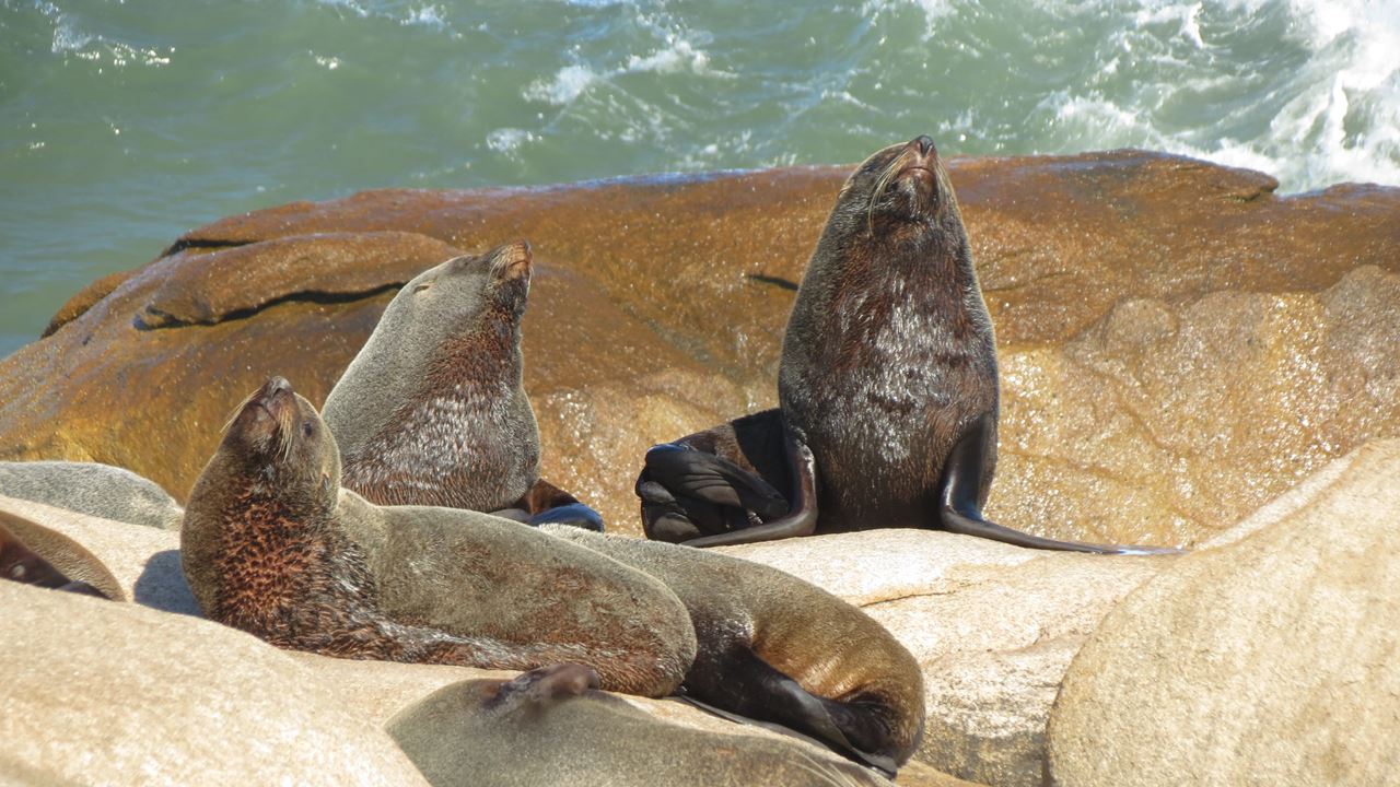Cabo Polonio City Tour + Beach foto 7