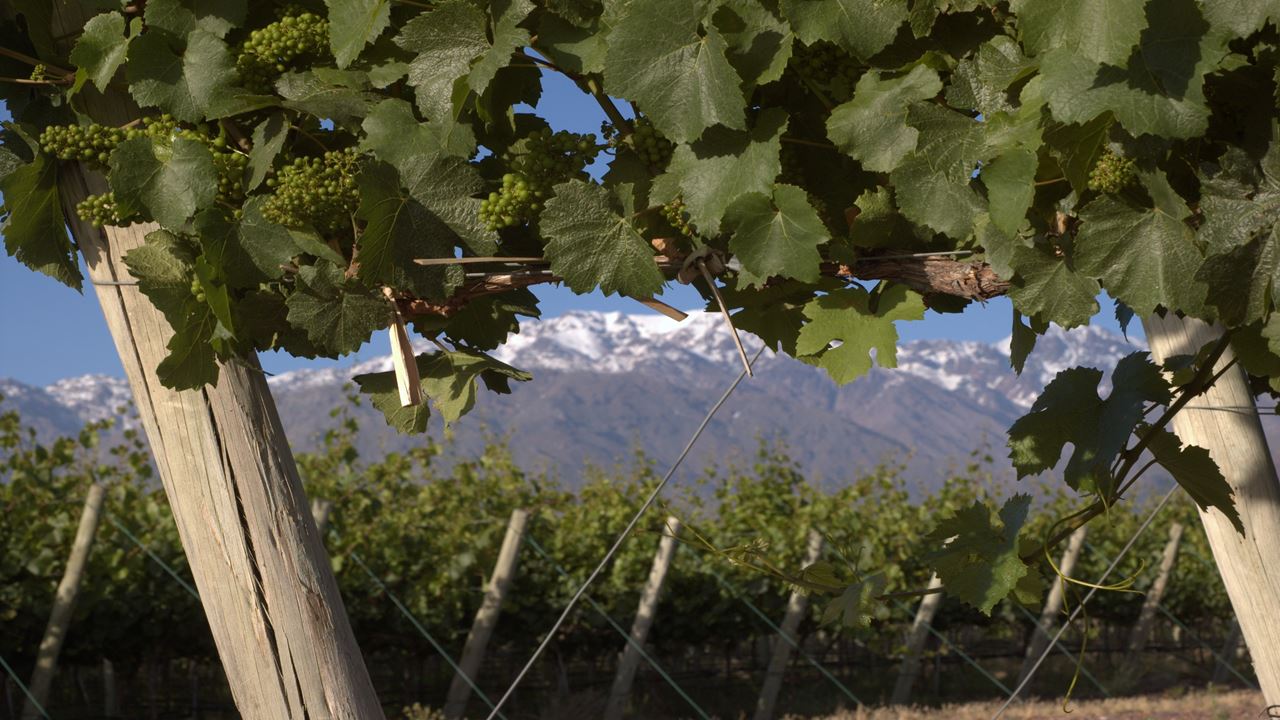 City Tour Em Mendoza Com Almoço Privado (0)