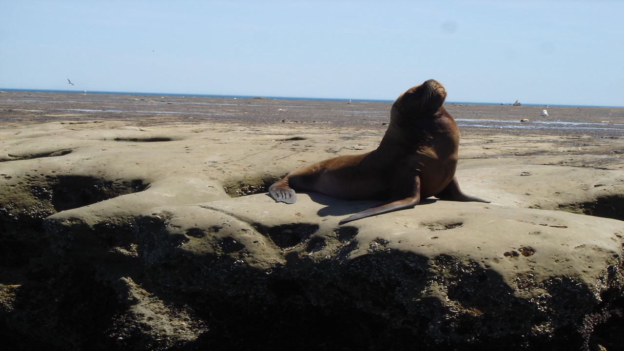 City Tour Las Grutas & Puerto De San Antonio foto 5