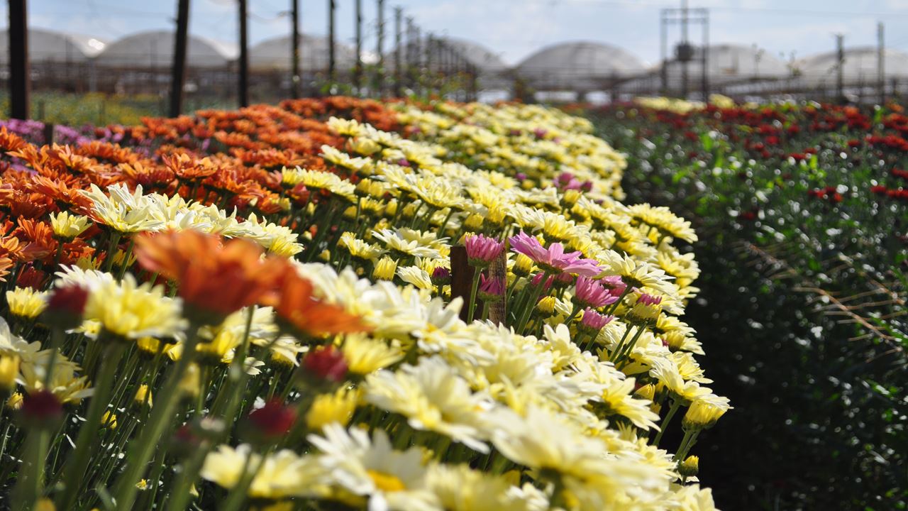 City Tour Por Holambra, A Cidade Das Flores foto 1