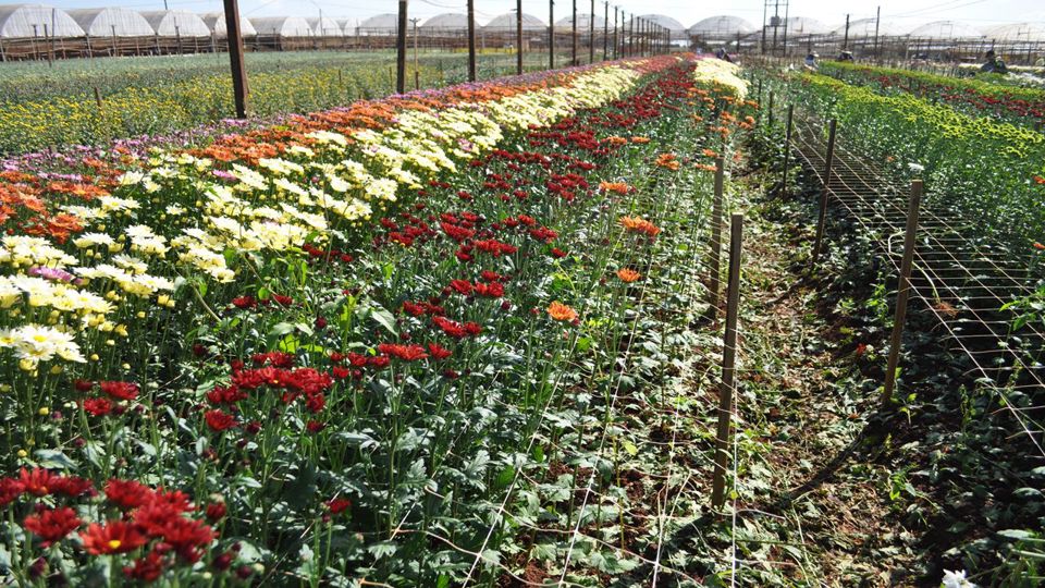 City Tour Por Holambra, A Cidade Das Flores foto 2