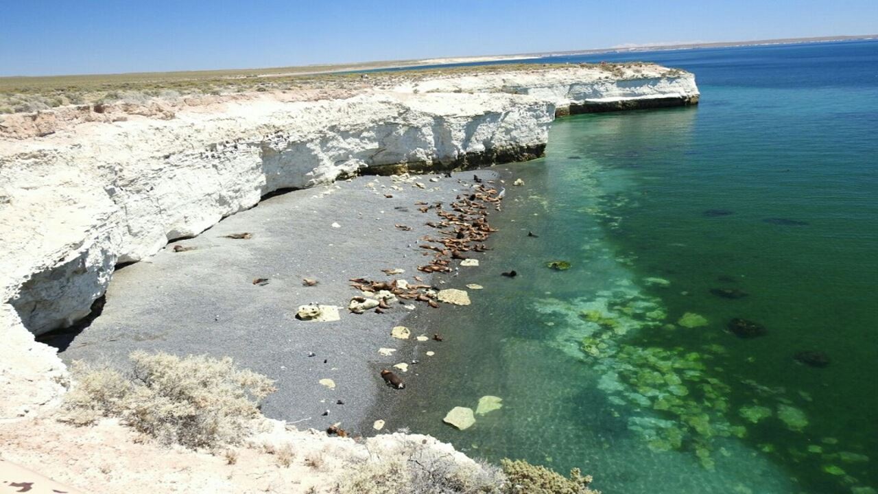 City Tour Puerto Madryn Y Punta Loma (1)
