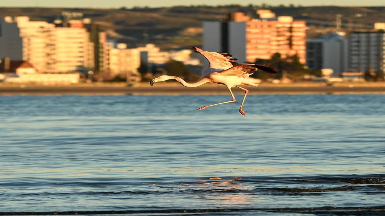City Tour Puerto Madryn Y Punta Loma (3)