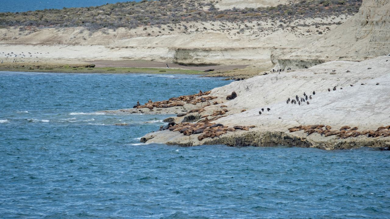 City Tour Puerto Madryn Y Punta Loma (4)