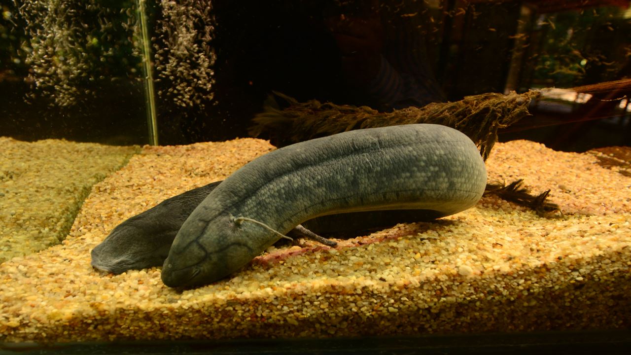 Combo Dos Museus Naturais Da Amazônia (Inpa E Musa)
 (10)