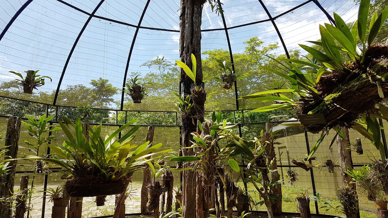 Combo Dos Museus Naturais Da Amazônia (Inpa E Musa)
 (4)