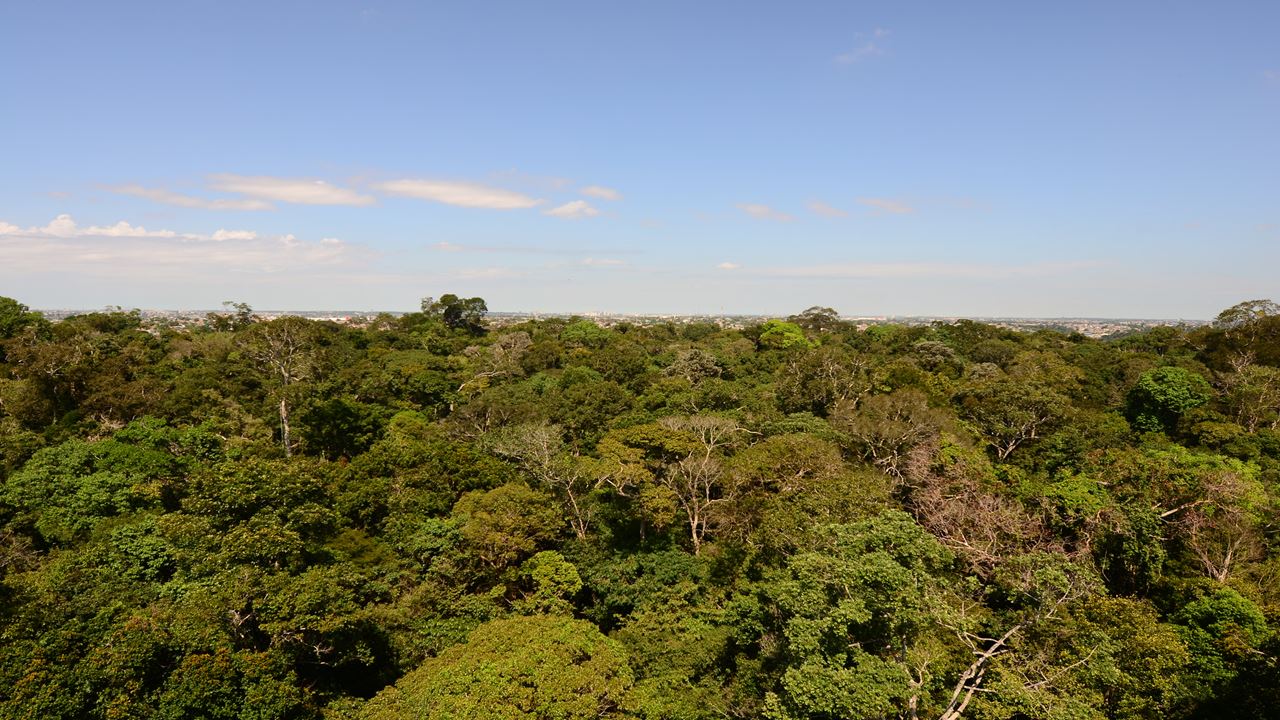 Combo Dos Museus Naturais Da Amazônia (Inpa E Musa)
 (7)