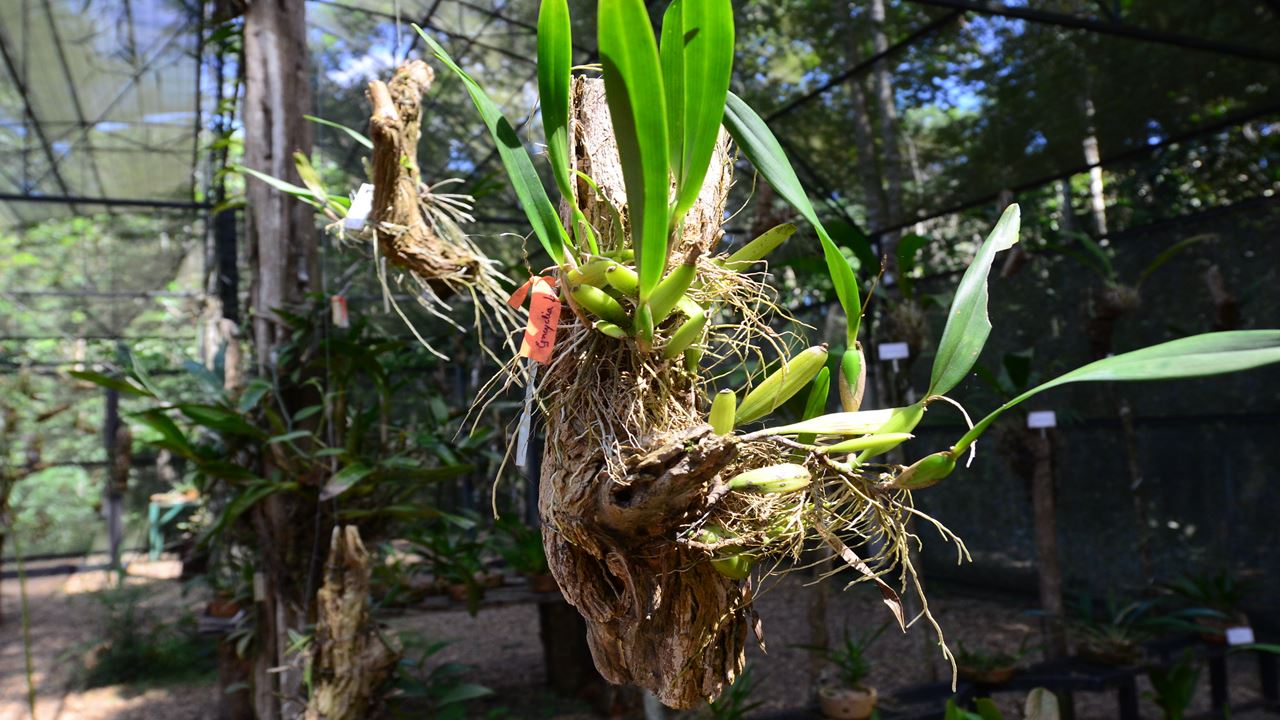 Combo Dos Museus Naturais Da Amazônia (Inpa E Musa)
 (9)