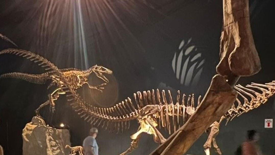 Golfinhos E Dinossauros (6)