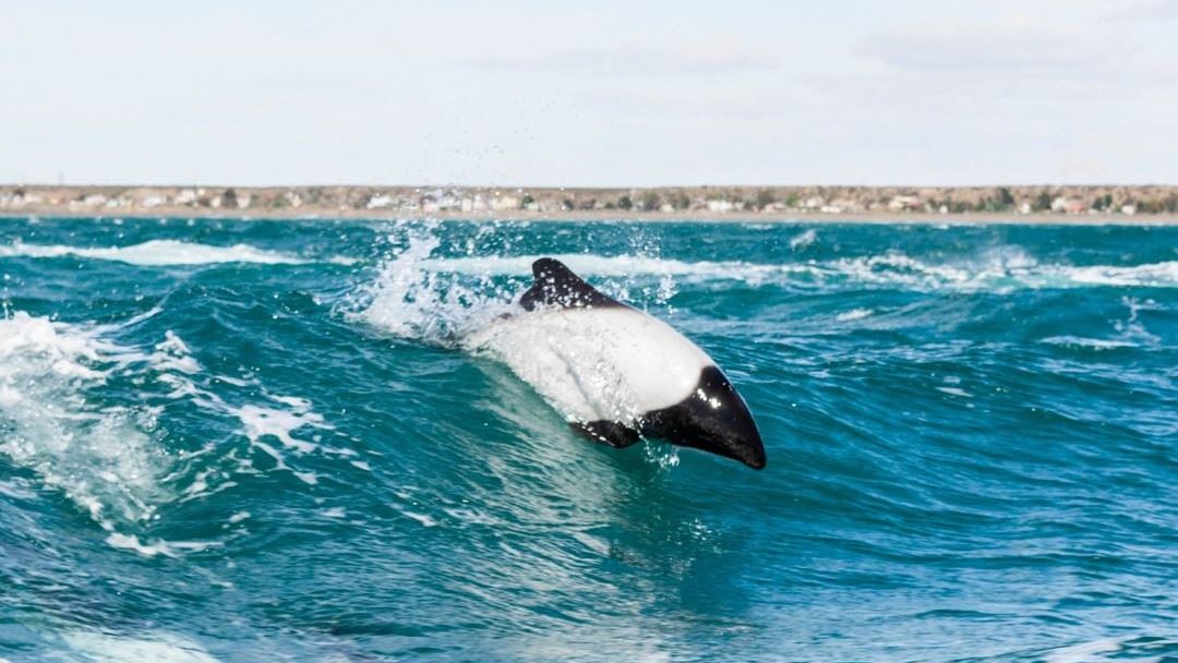 Golfinhos E Dinossauros (4)