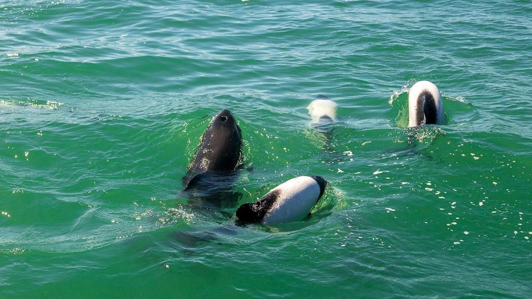 Golfinhos E Dinossauros (1)