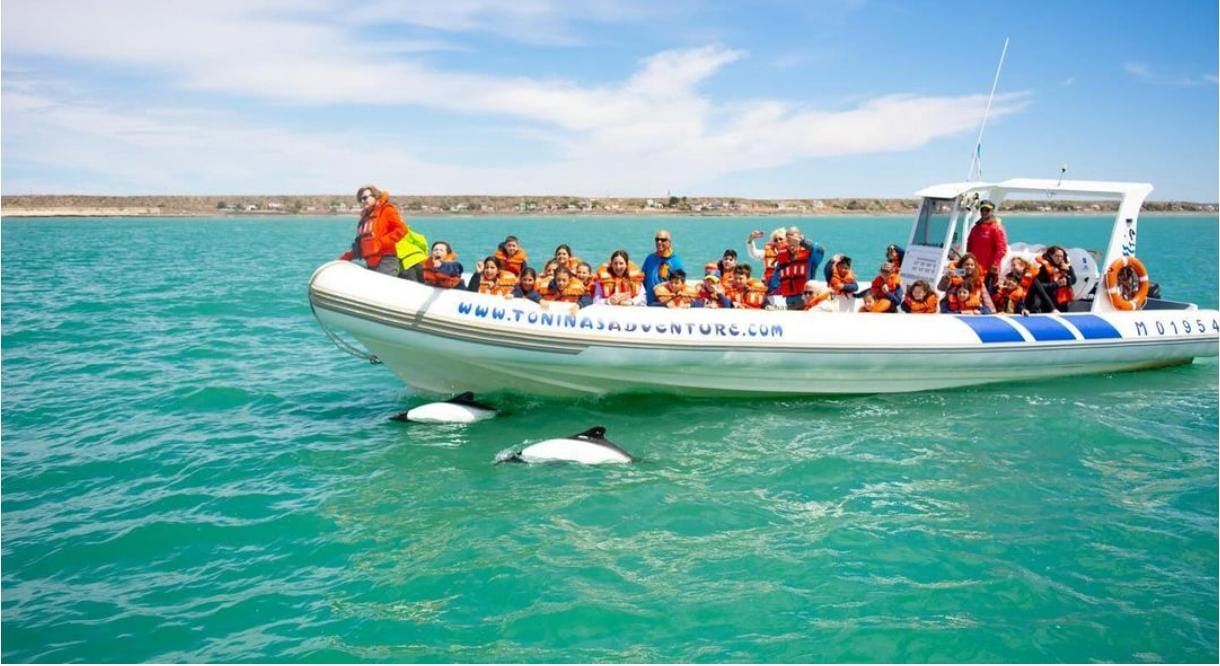 Golfinhos E Dinossauros (3)