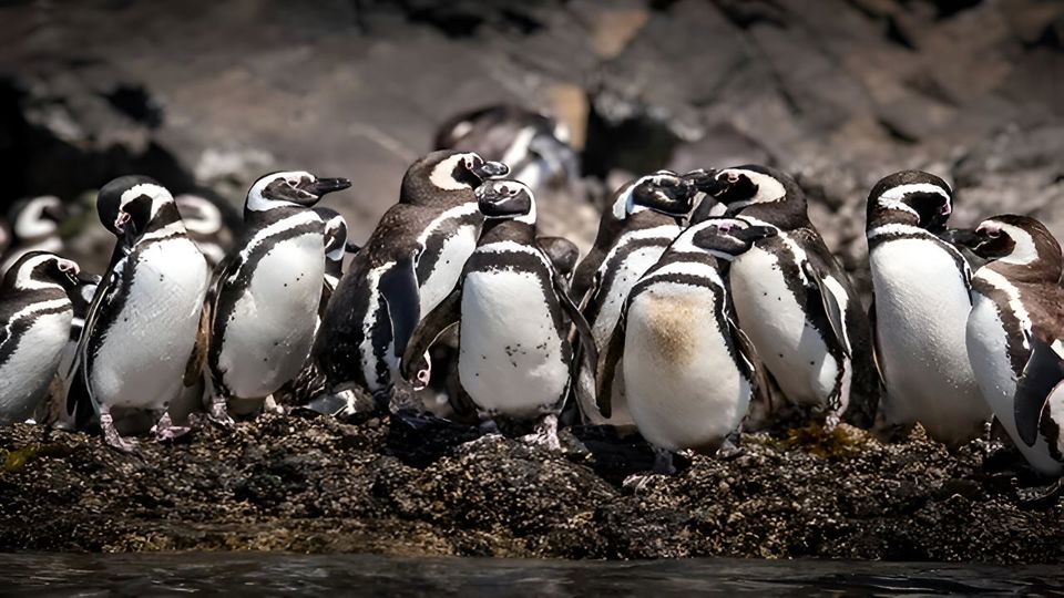 Descubra Ancud E A Colônia De Pinguins De Puñihuil foto 10