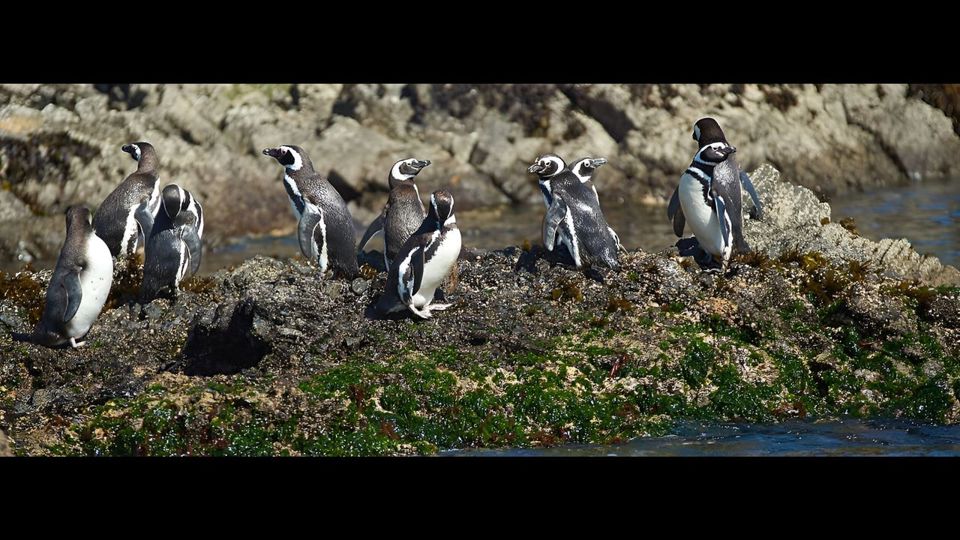 Descubra Ancud E A Colônia De Pinguins De Puñihuil foto 13