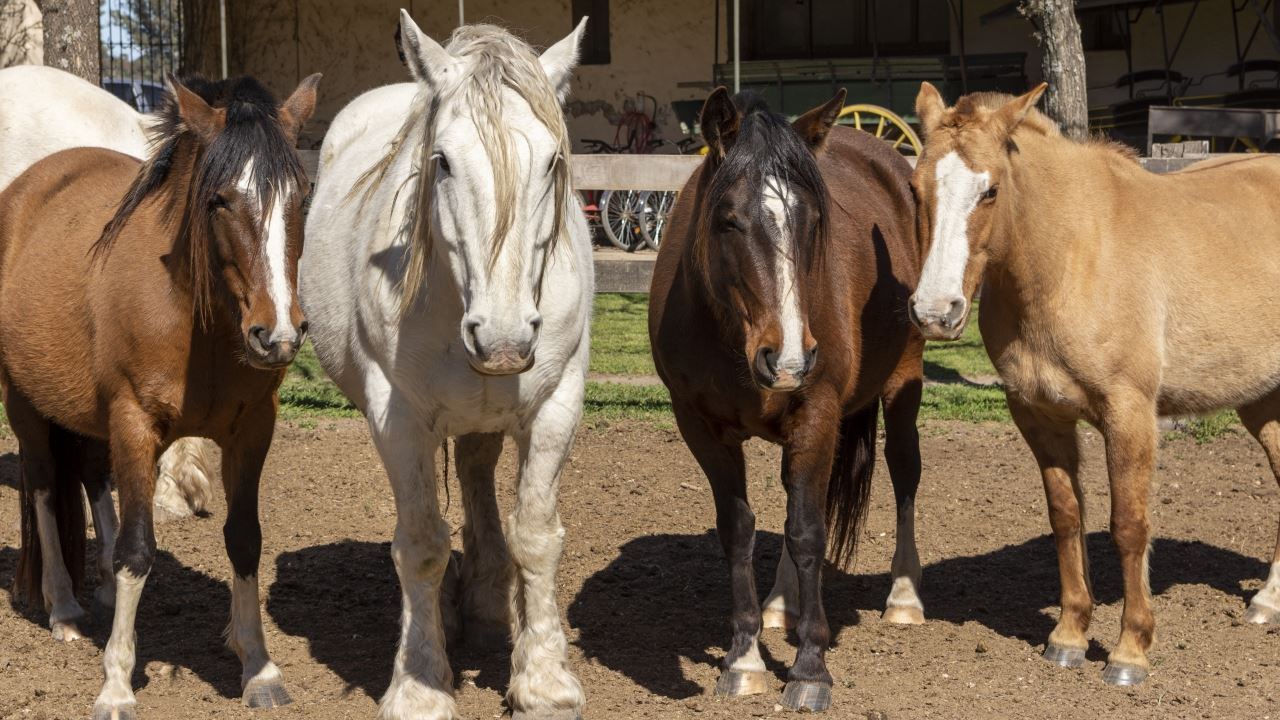 Dia De Campo En Estancia El Ombu De Areco (7)