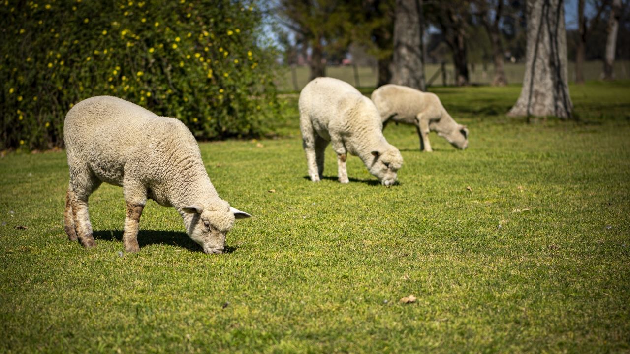 Dia De Campo En Estancia El Ombu De Areco (9)