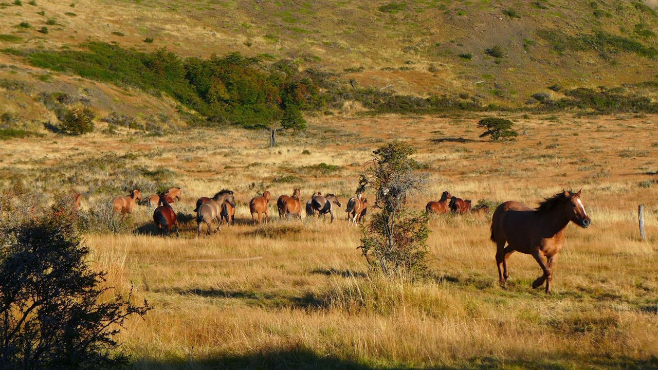 Countryside Nibepo Aike Stay With Horse Riding (2)