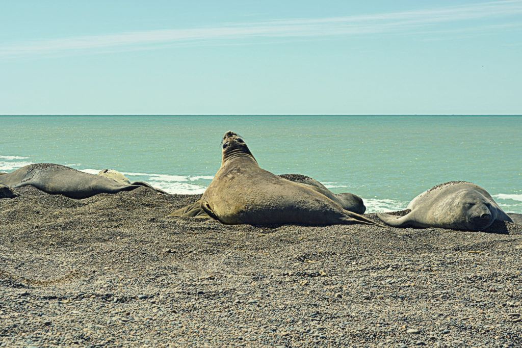 Field Day And Visit To Penguin Colony (4)