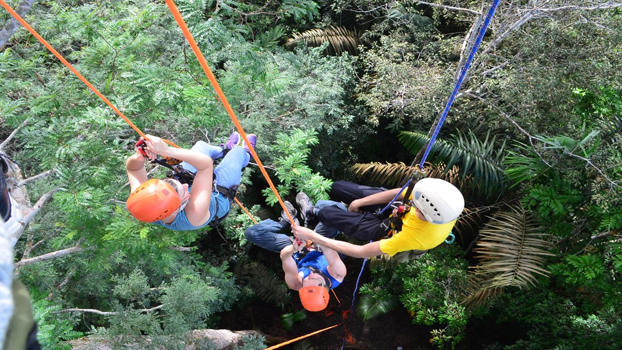 Tree Climbing In Amazon
 (1)