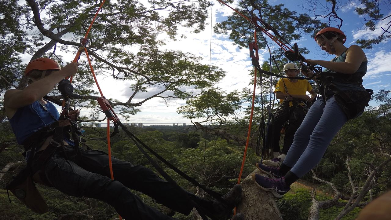 Tree Climbing In Amazon
 (3)