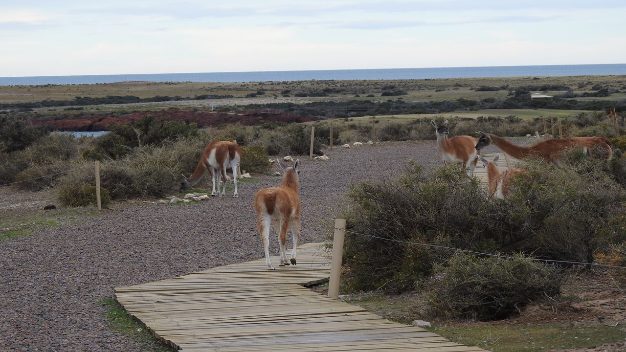 Excursion To Punta Tombo In Puerto Madryn For Cruise Passengers (1)